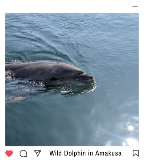 Wild Dolphin Amakusa