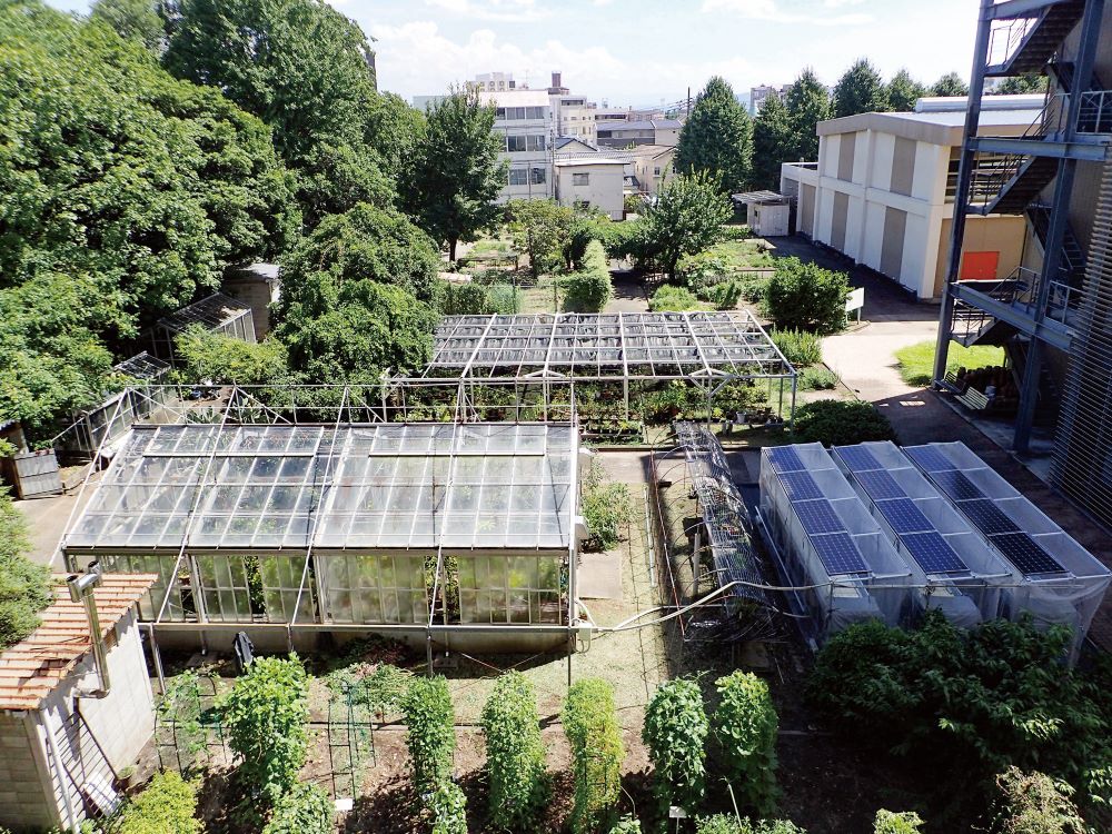 Medicinal Plant Garden